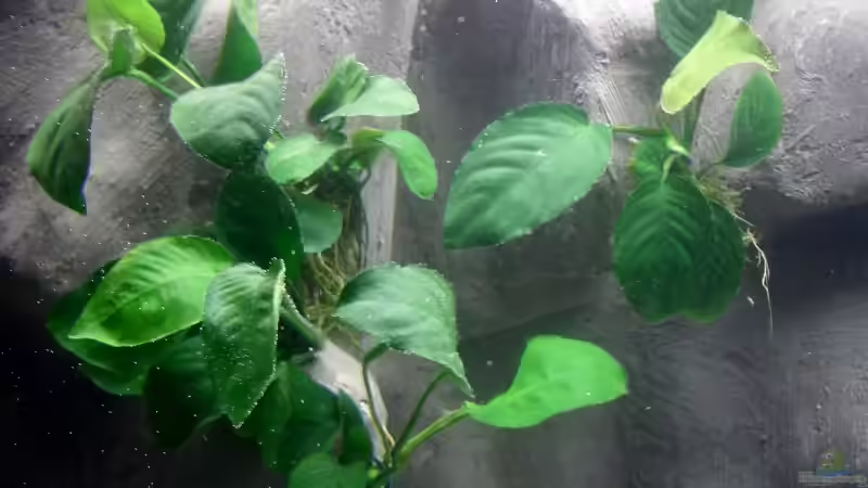 Anubia von Sandro Di Giandomenico (6)