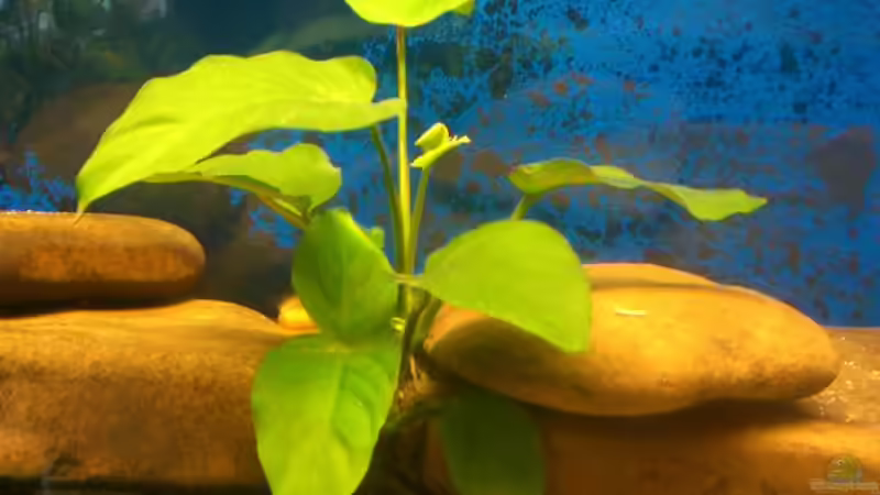 Anubia von Sascha1607 (4)