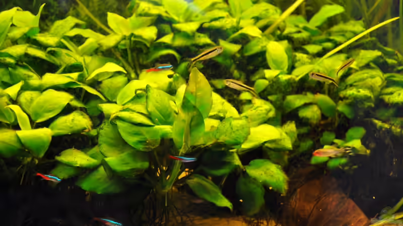 Anubia von Seelaender (4)