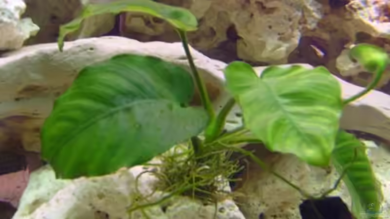 Anubia von Stefan Großmann (3)