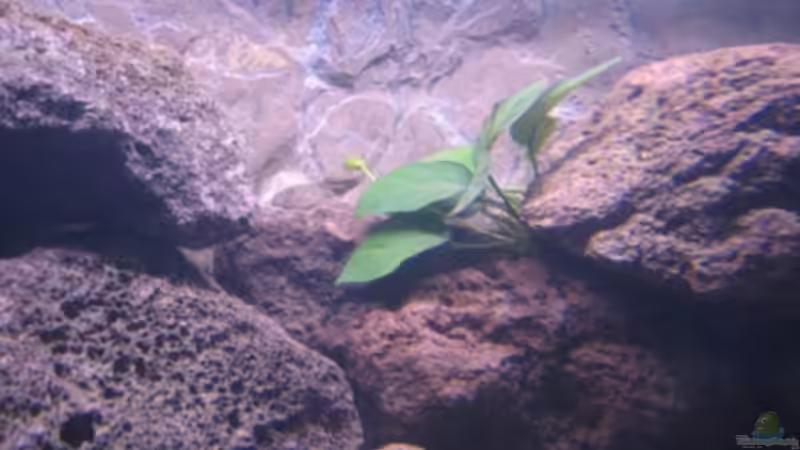 Anubia von Stefan Lorenz (4)