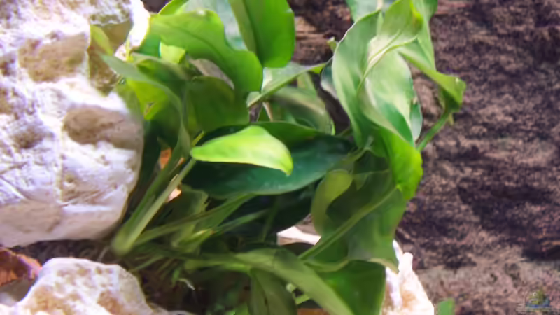 Anubia von Stefan Schulz (22)