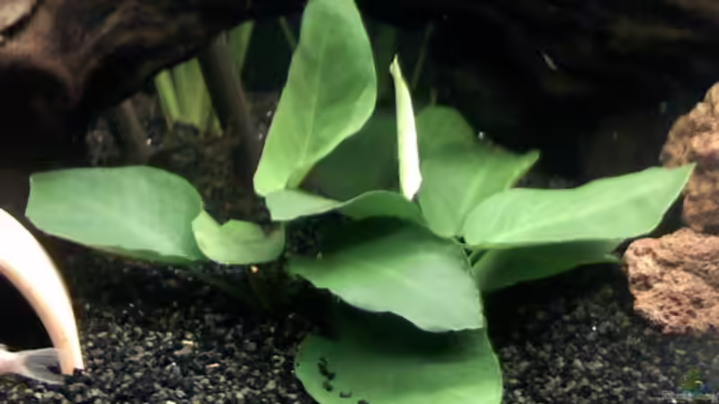 Anubia von Steffi & Hans (6)