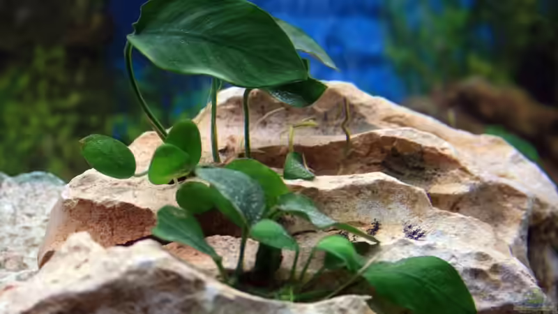 Anubia von Turgut Sen (5)