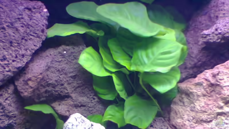 Anubia XXL von Markus Kerwien (3)