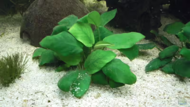 anubia (zwergspeerblatt)  von the pepper (6)