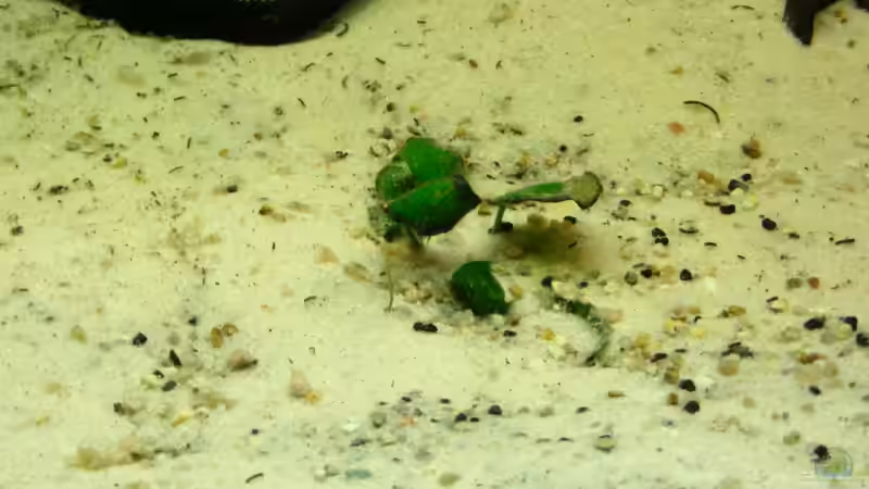 Anubiaableger eines Bekannten. Beginnt momentan mit dem anwachsen von Trockenschwimmer (7)