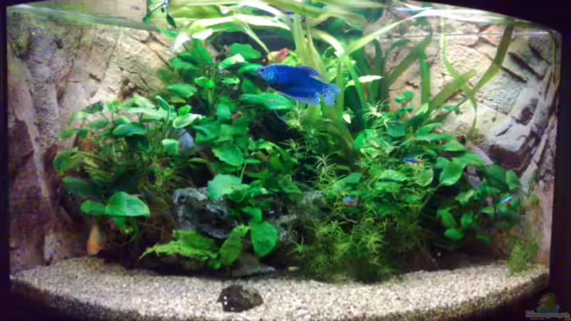 anubiabecken von ecki (1)