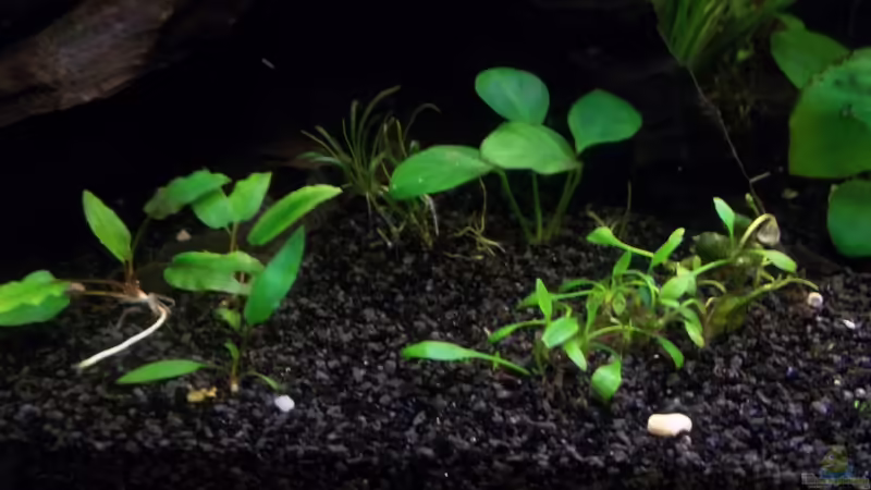 Anubias, Cryptocoryne parva und Cryptocoryne walkeri von Niko P. (13)