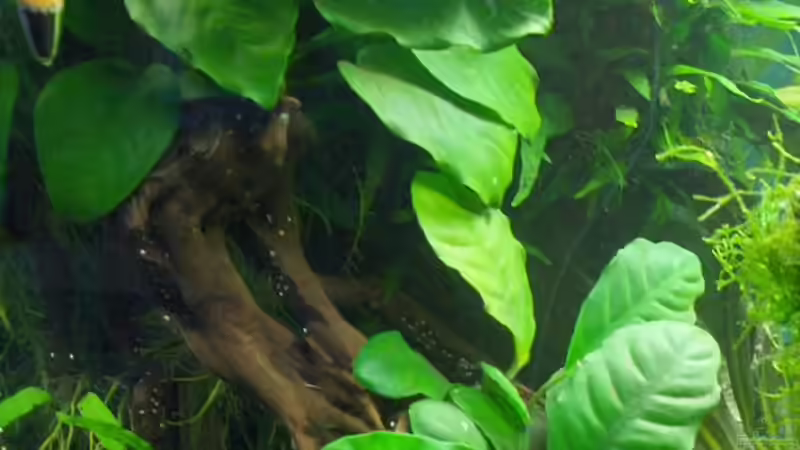 Anubias: der verkannte Allrounder