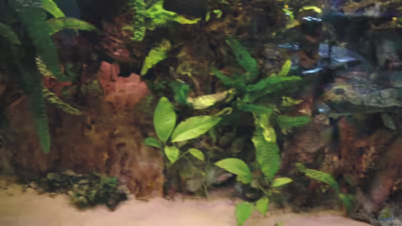 Anubias, Javafarn von Timo Köhler (6)