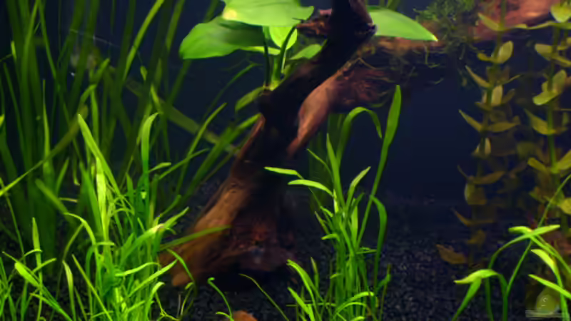 Anubias, Valisnerie usw... 7. Tag von *angelfish* (12)