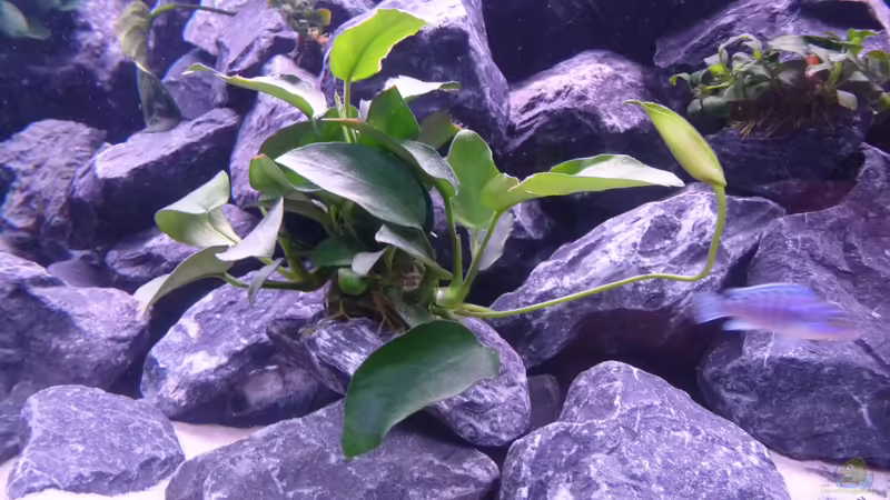 Anubias  von EvilChicken (13)