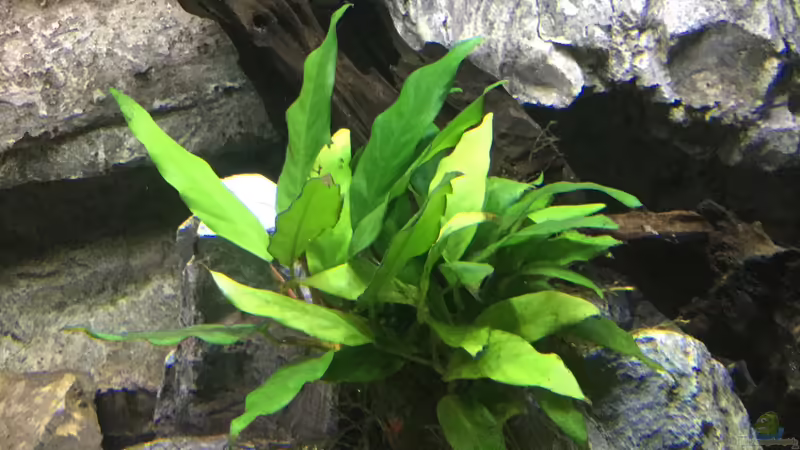 Anubias  von Steffi66 (22)