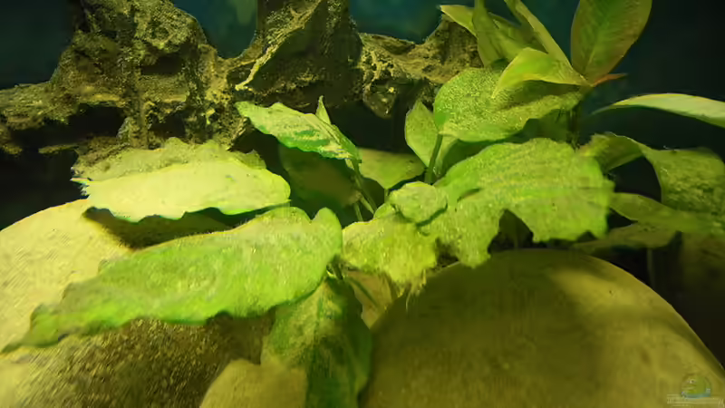 Anubias /Zwergspeerblatt von Bazzi (22)