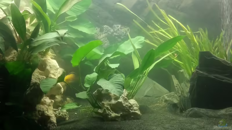 Anubias 02.12.2012 von Volker (23)