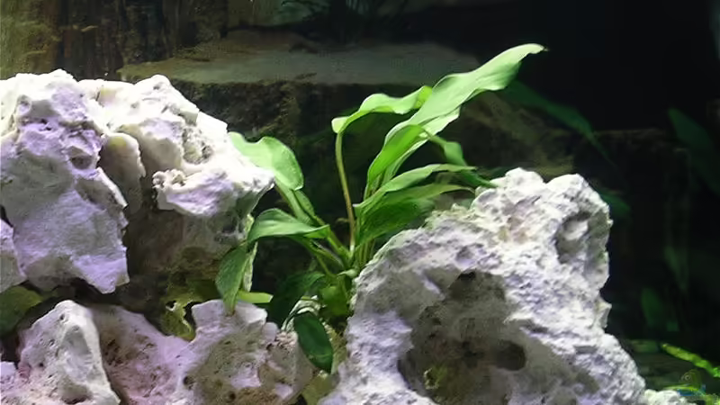 Anubias afzelii von Jonas Hegemann (3)