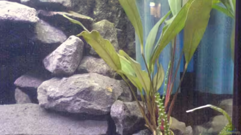 Anubias afzellii von Andreas Odenweller (8)