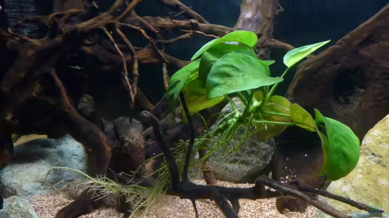 Anubias (Altbestand) von lützkopf (29)