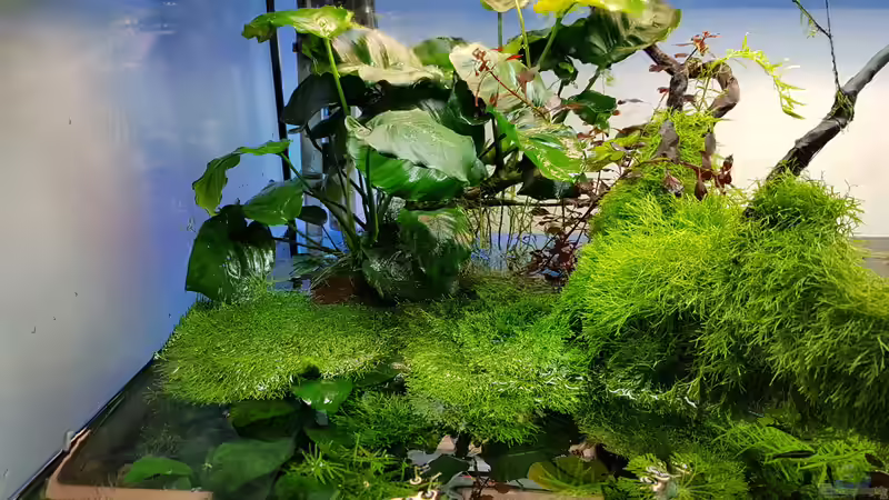 Anubias am 13.03.2016 bei WW von Sebastian Hartmann (30)