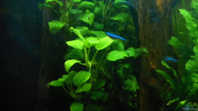 Anubias an der Moorholzwurzel von Lee Kienle (15)