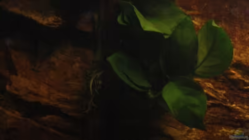 Anubias an der Rückwand wachsend  von Florian Bandhauer (25)