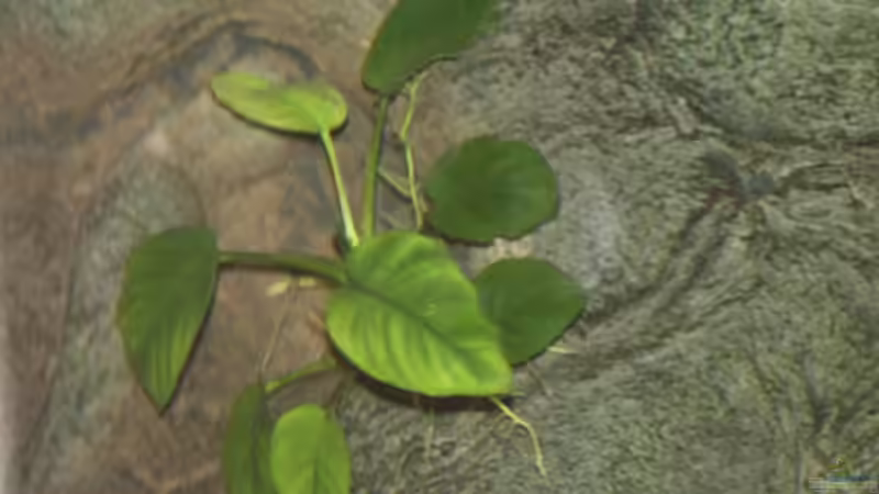 Anubias an Rückwand von Manuel König (5)
