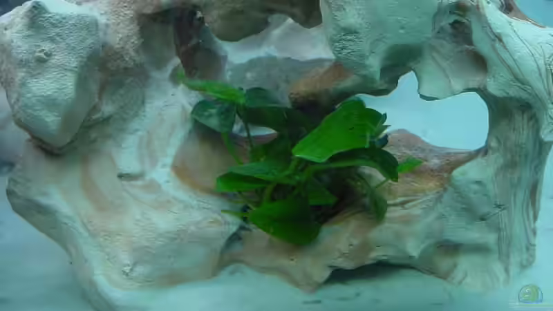 Anubias ana von Pierre Steinbach (3)