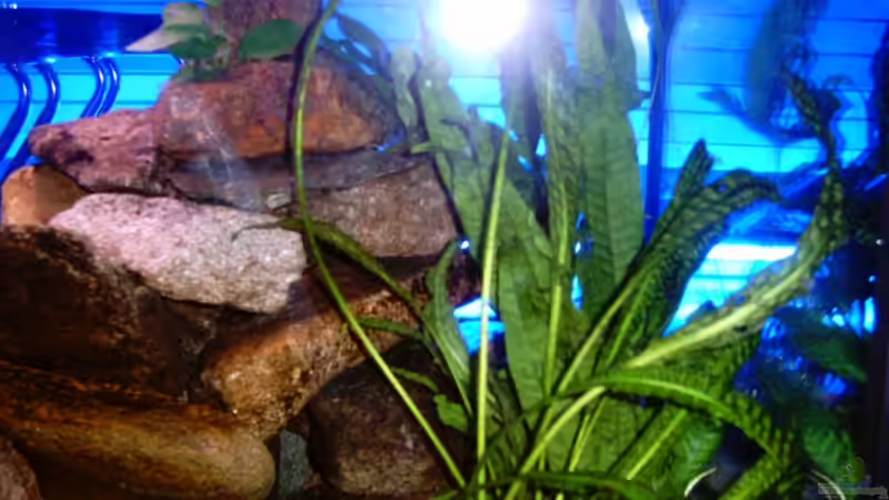 Anubias auf der Pyramide von Schielefix (14)