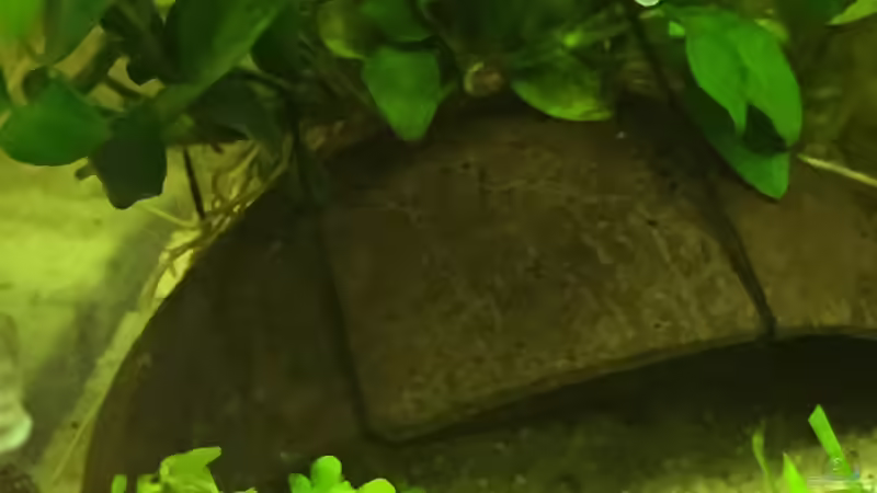 Anubias auf Kokosnuss gebunden von Embasch (14)