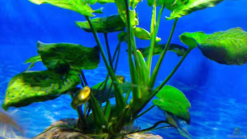 Anubias auf Kunstfelsen befestigt von Noah (13)