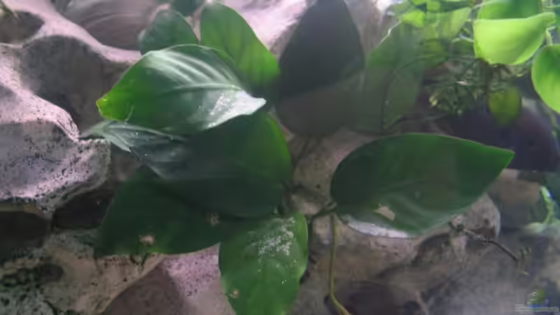 Anubias auf Lavastein von Nicole Welz (3)