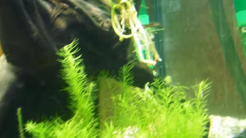 Anubias auf Moorkie vor Mooskraut von Fireman (8)