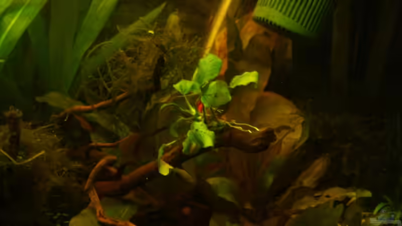 Anubias auf Wurzel von RX (4)