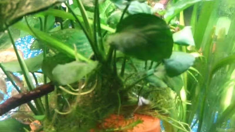 Anubias aufTopfhöhle von Snopy2907 (2)