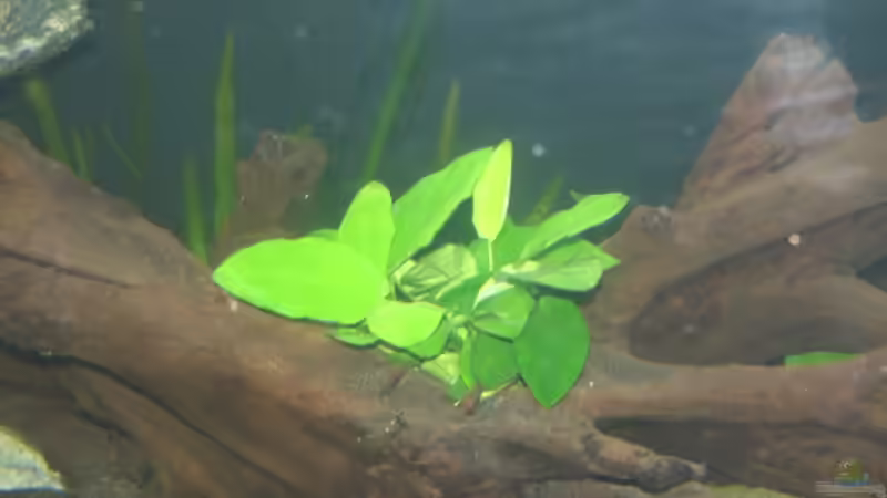 Anubias balheri von Ronny Derndorfer (11)