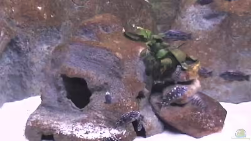 Anubias bart. nana von Justus (7)