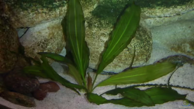 Anubias bartei var. caladiifolia von Rene Kandler (6)