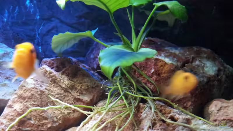 Anubias bartensis von Brownson (12)