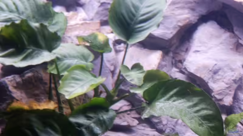 Anubias barteri            - Speerblatt von Aquamichel (7)