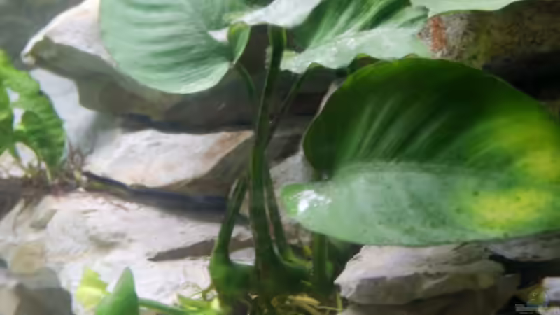 Anubias barteri            - Speerblatt von Aquamichel (9)