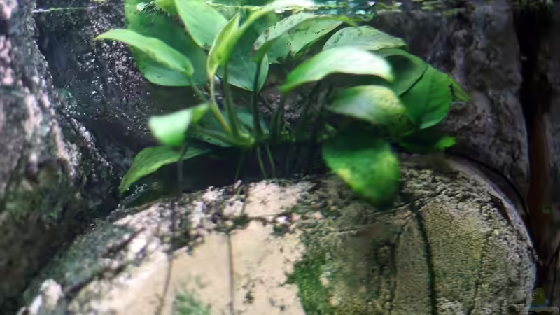 Anubias barteri - In der Rückwand von Bastian Otto (10)