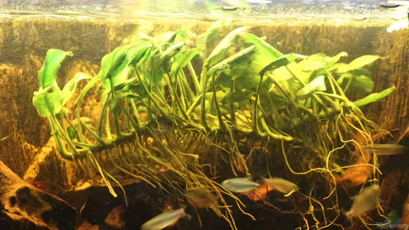 Anubias barteri  auf einer Wurzel festgewachsen von SouthAmerica (11)