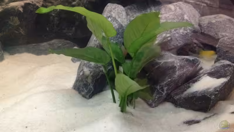 Anubias barteri, gilt als barschhart und wächst langsam auch bei weniger Licht von Jean-Paul Ambord (8)