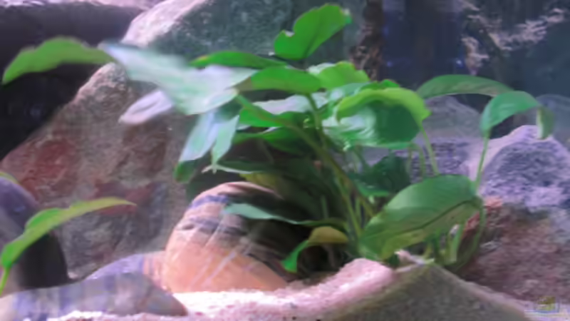 Anubias ´Barteri´  hat einiges an größe zugelegt. von Kai Pragal (11)