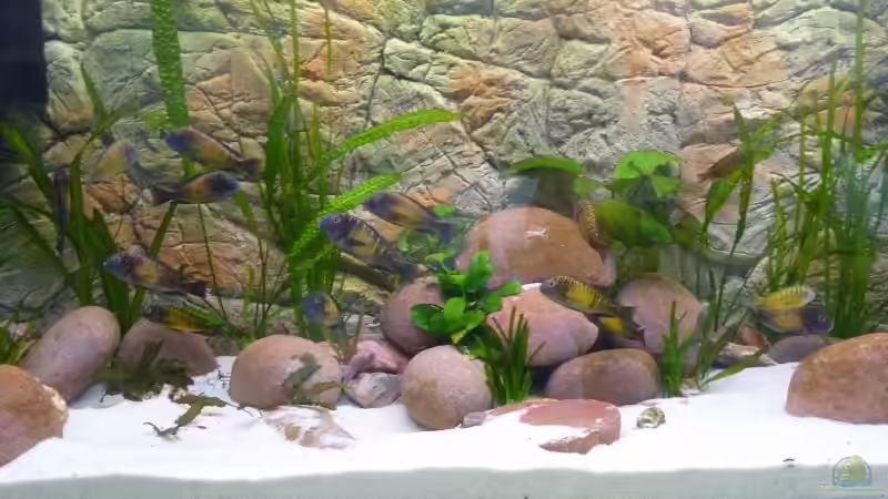 Anubias barteri  von H.K-Mika (14)