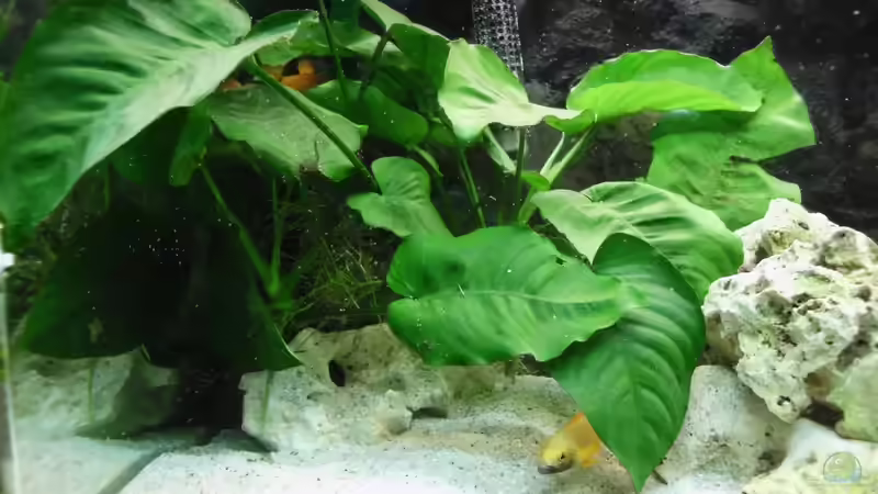 Anubias barteri  von sofapirat (6)