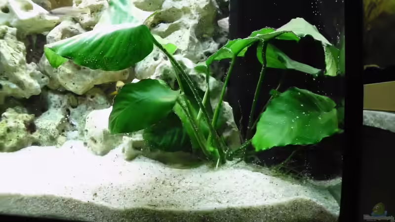 Anubias barteri  von sofapirat (8)