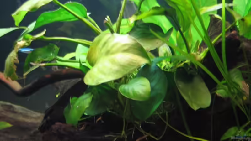 Anubias barteri 1 von Marco B. (10)