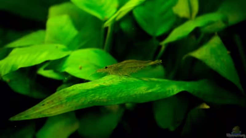 Anubias barteri & Echinodorus bleherae von Guenni (2)